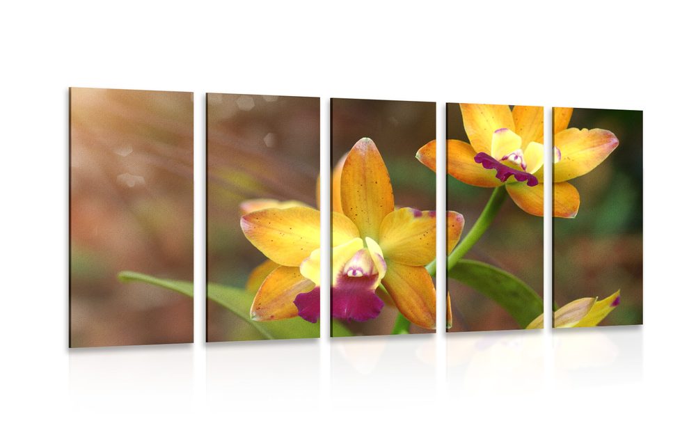 5-dielny obraz oranžová orchidea