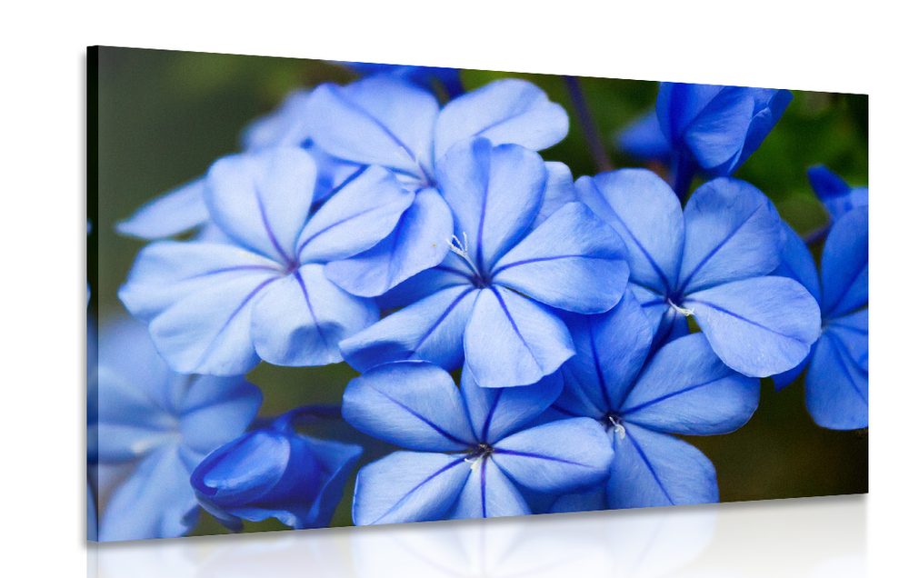Obraz divoké modré květy
