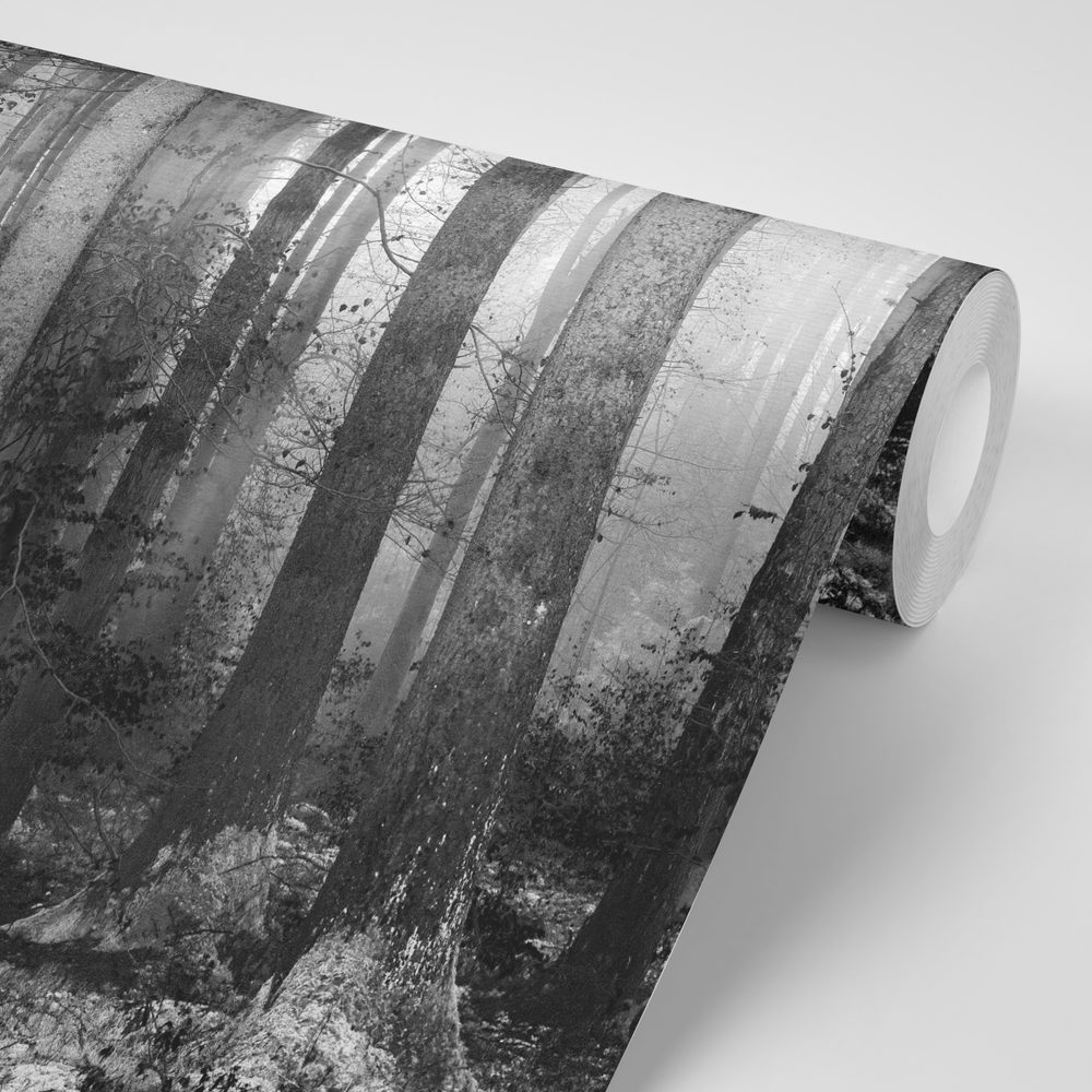 E-shop Samolepiaca fototapeta čiernobiele tajomstvo lesa