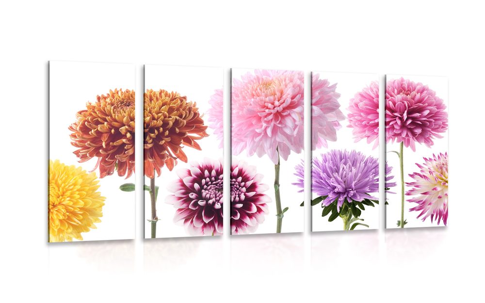 5-dílný obraz květiny jiřiny v rozmanitém designu