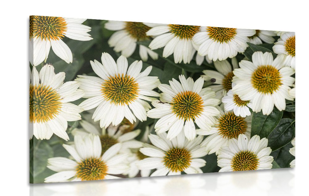 Obraz liečivé kvety harmančeka - 120x80