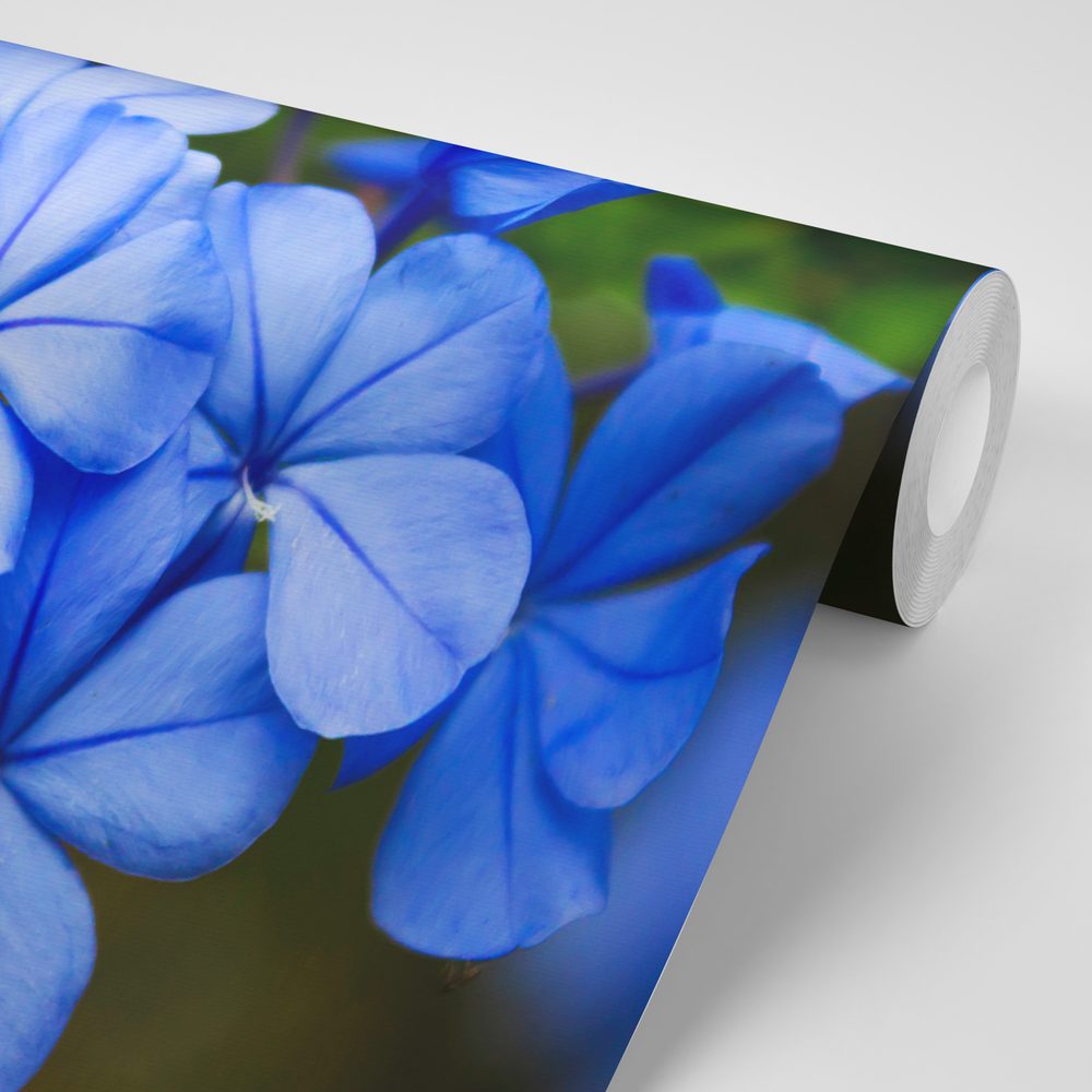 E-shop Fototapeta divoké modré kvety