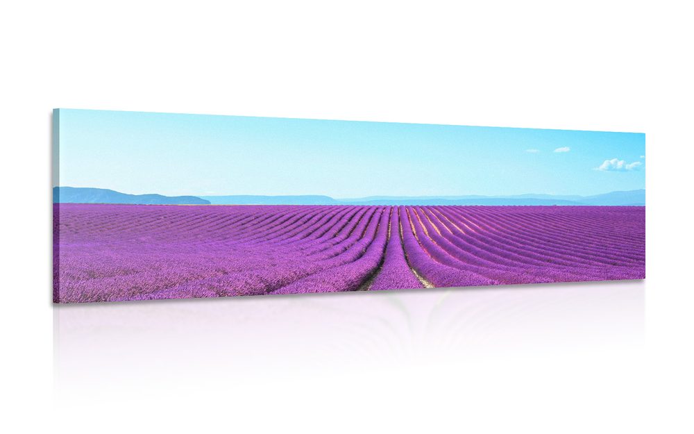 Obraz nekonečné levanduľové pole