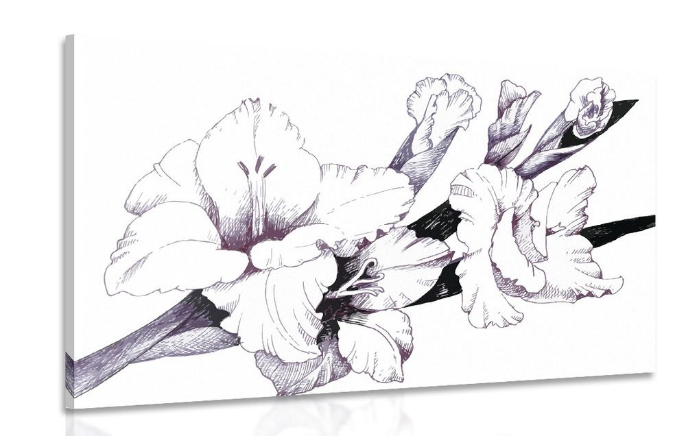 Obraz kvitnúci gladiol v ilustrácií