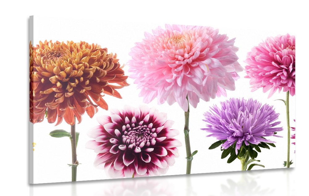 Obraz kvety dálie v rôznofarebnom dizajne