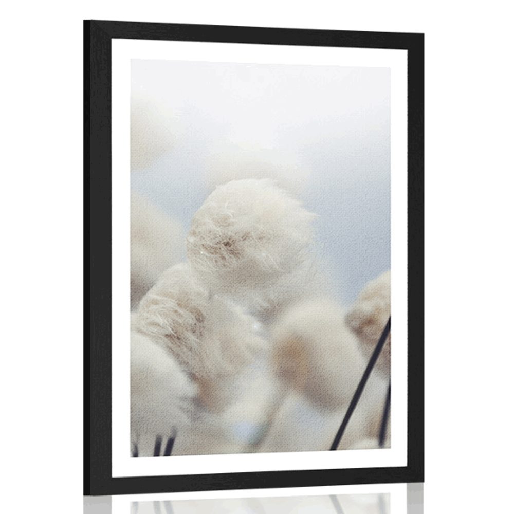Plakát s paspartou arktické květiny bavlny