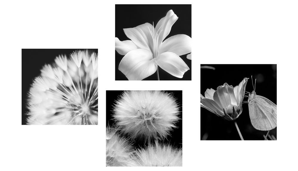 E-shop Set obrazov čiernobiela krása kvetov s motýľom