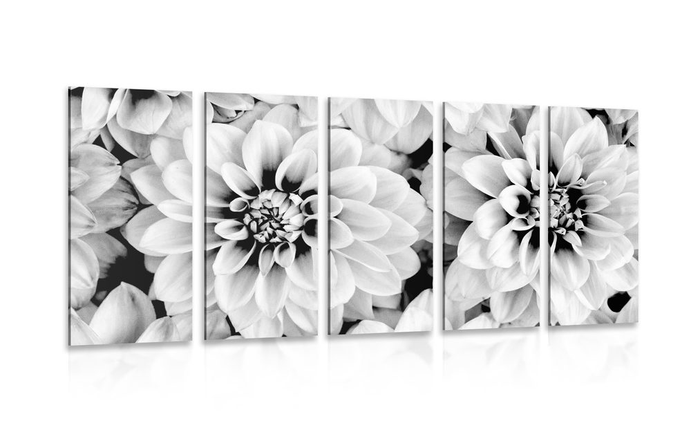5-dielny obraz kvety dálie v čiernobielom prevedení - 200x100