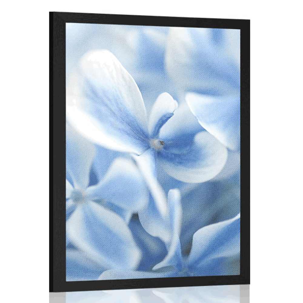 Plakát modro-bílé květiny hortenzie