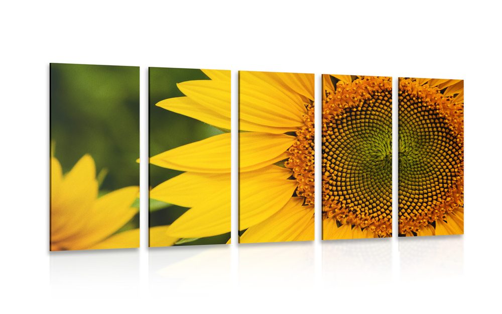 5-dílný obraz žlutá slunečnice