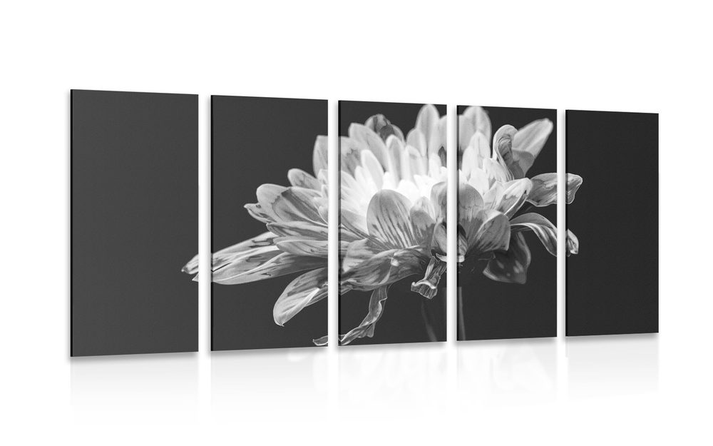 5-dílný obraz černobílá sedmikráska - 200x100