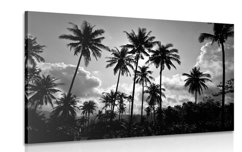 Levně Obraz kokosové palmy na pláži v černobílém provedení