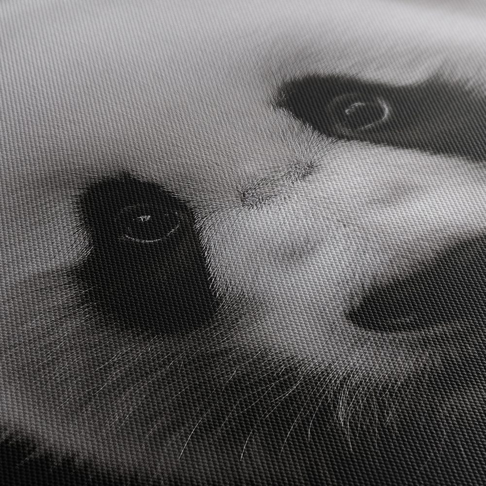 Obraz panda na čiernom pozadí