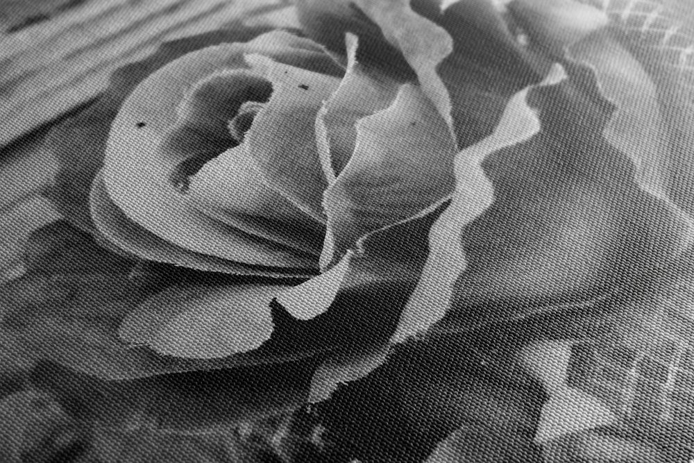 E-shop Obraz elegantná vintage ruža v čiernobielom prevedení