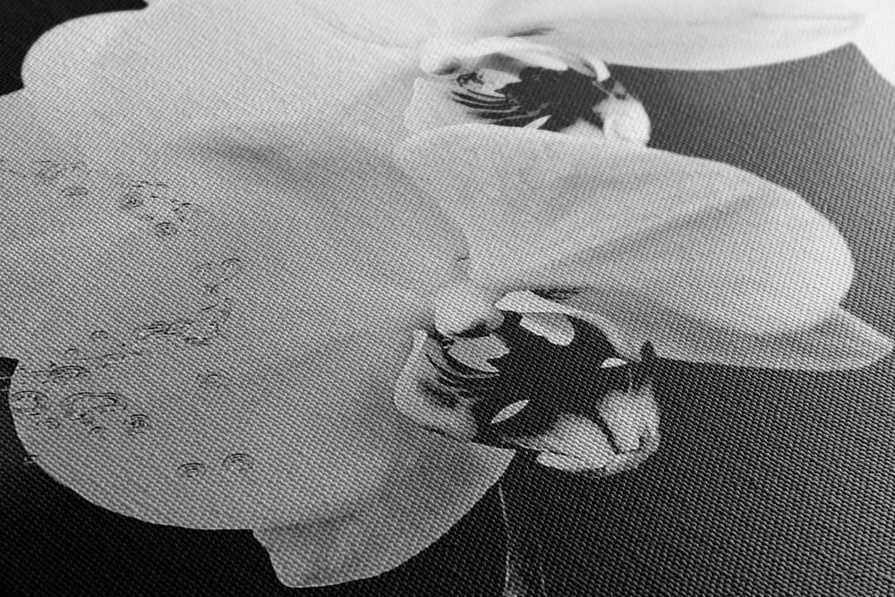 E-shop Obraz čiernobiela orchidea a motýľ