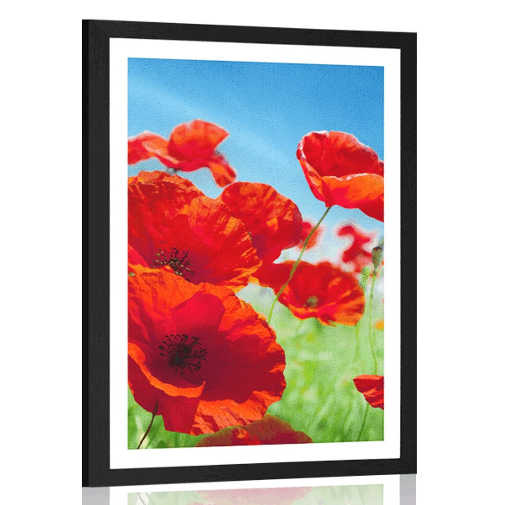 Plakát s paspartou květiny máku na louce