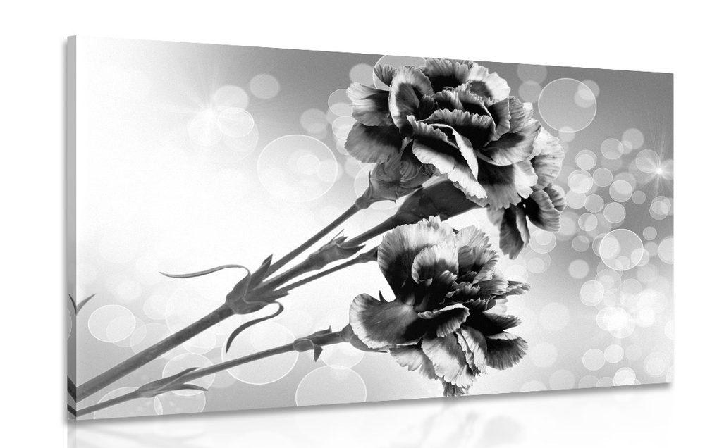 Obraz květ karafiátu v černobílém provedení
