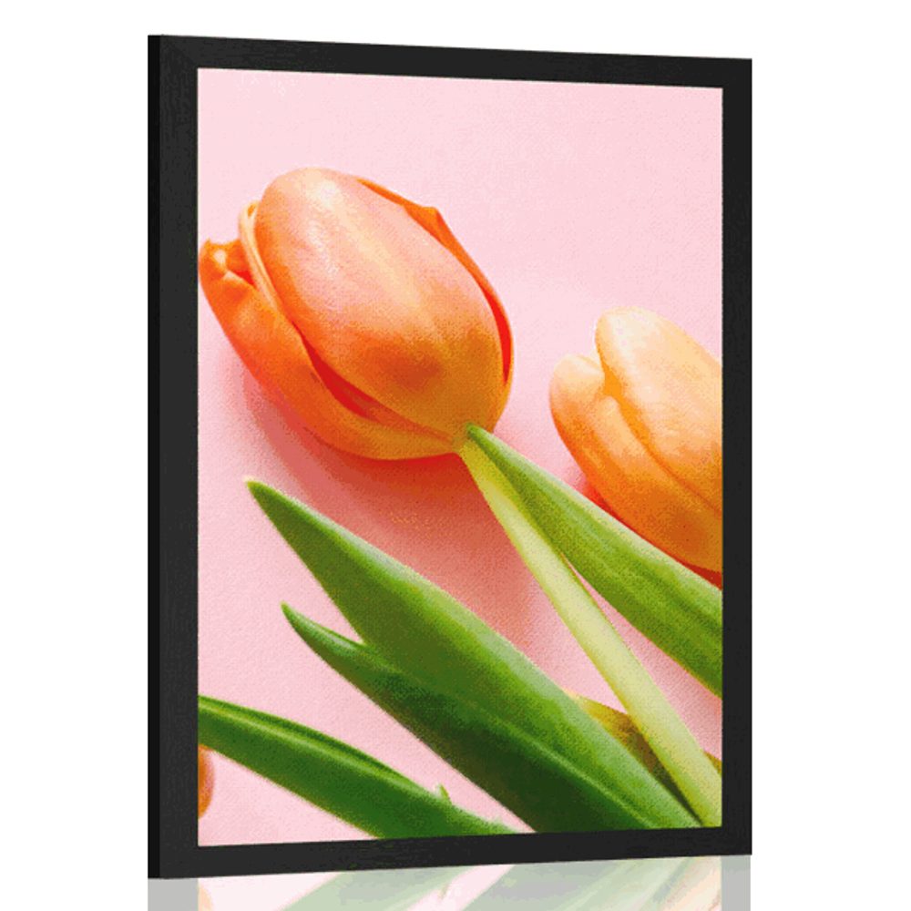 Plakát tulipán