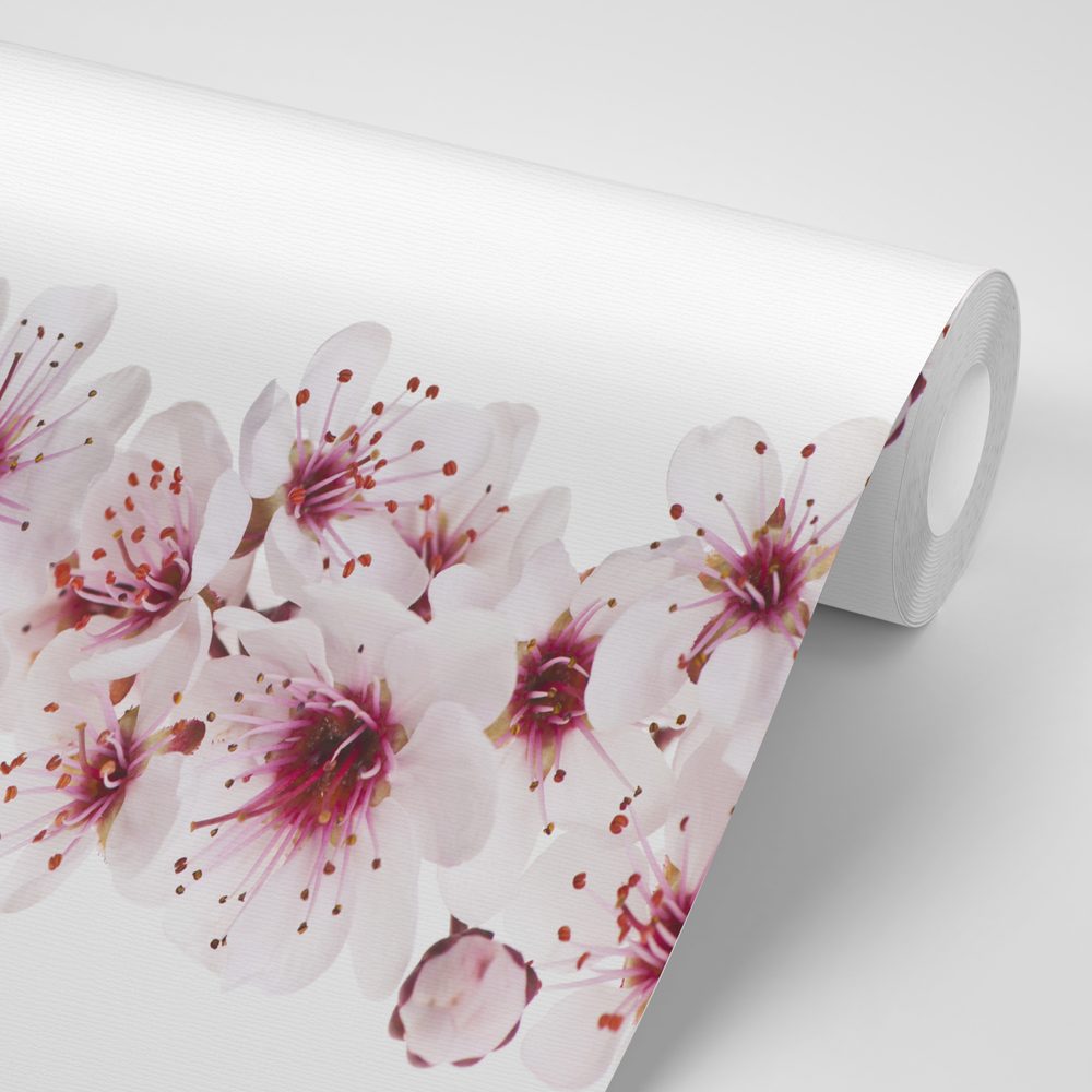 E-shop Samolepiaca tapeta čerešňové kvety