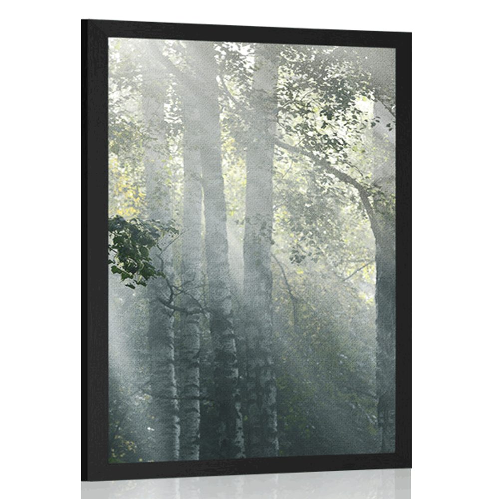 Plakát sluneční paprsky v mlhavém lese
