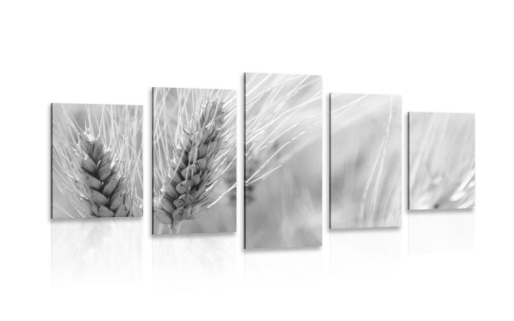 5-dielny obraz pšeničné pole v čiernobielom prevedení