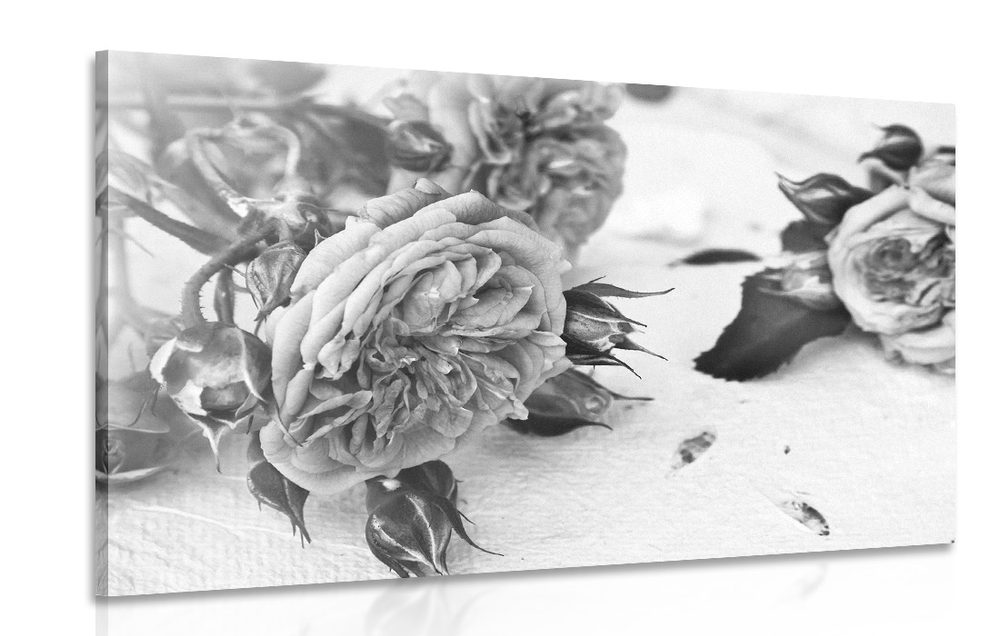 Obraz růže v rozkvětu v černobílém provedení