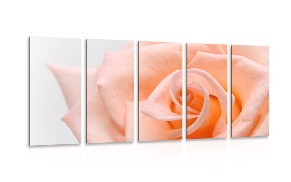 5-dílný obraz růže v broskvového odstínu