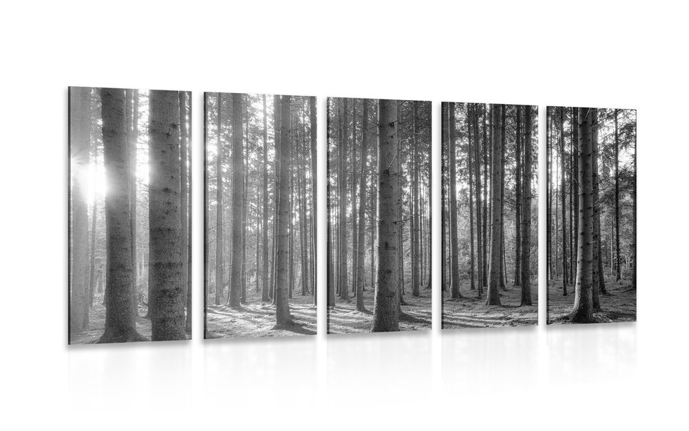 5-dílný obraz ráno v lese v černobílém provedení