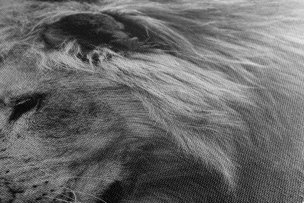 E-shop Obraz africký lev v čiernobielom prevedení