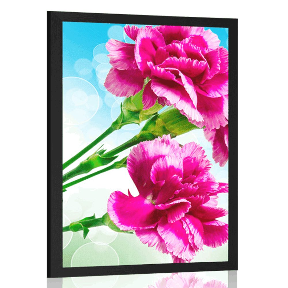 Plakát květ karafiátu