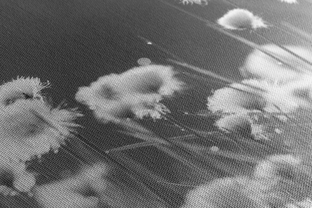 E-shop Obraz bavlnená tráva v čiernobielom prevedení