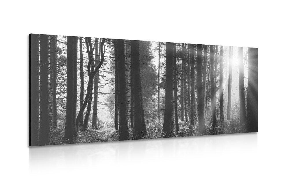 Obraz les zaliaty slnkom v čiernobielom prevedení - 100x50