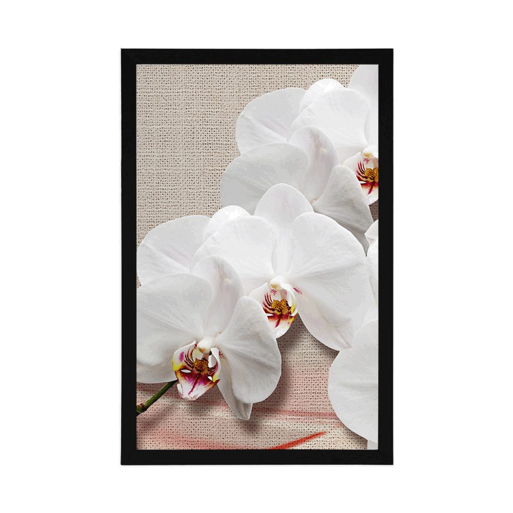 E-shop Plagát biela orchidea na plátne