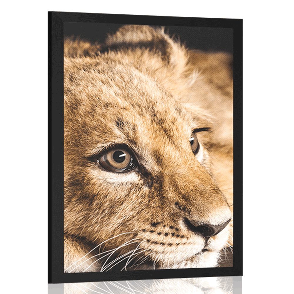 Plakát mládě lva - 30x45 white