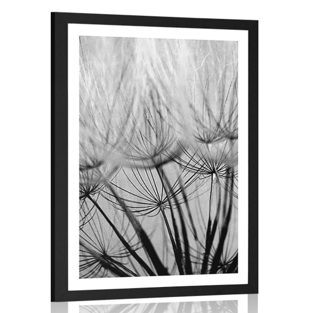 Plakát s paspartou pampelišková semena v černobílém provedení - 60x90 white