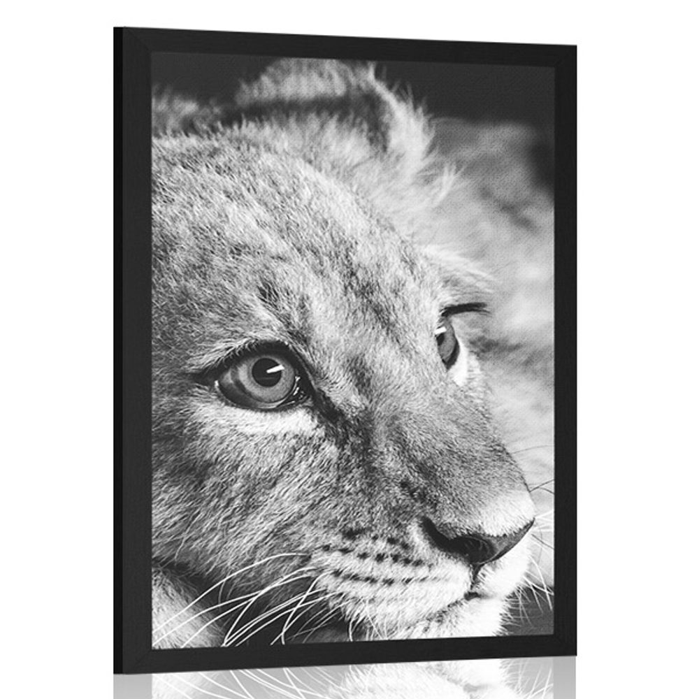 Plakát mládě lva v černobílém provedení