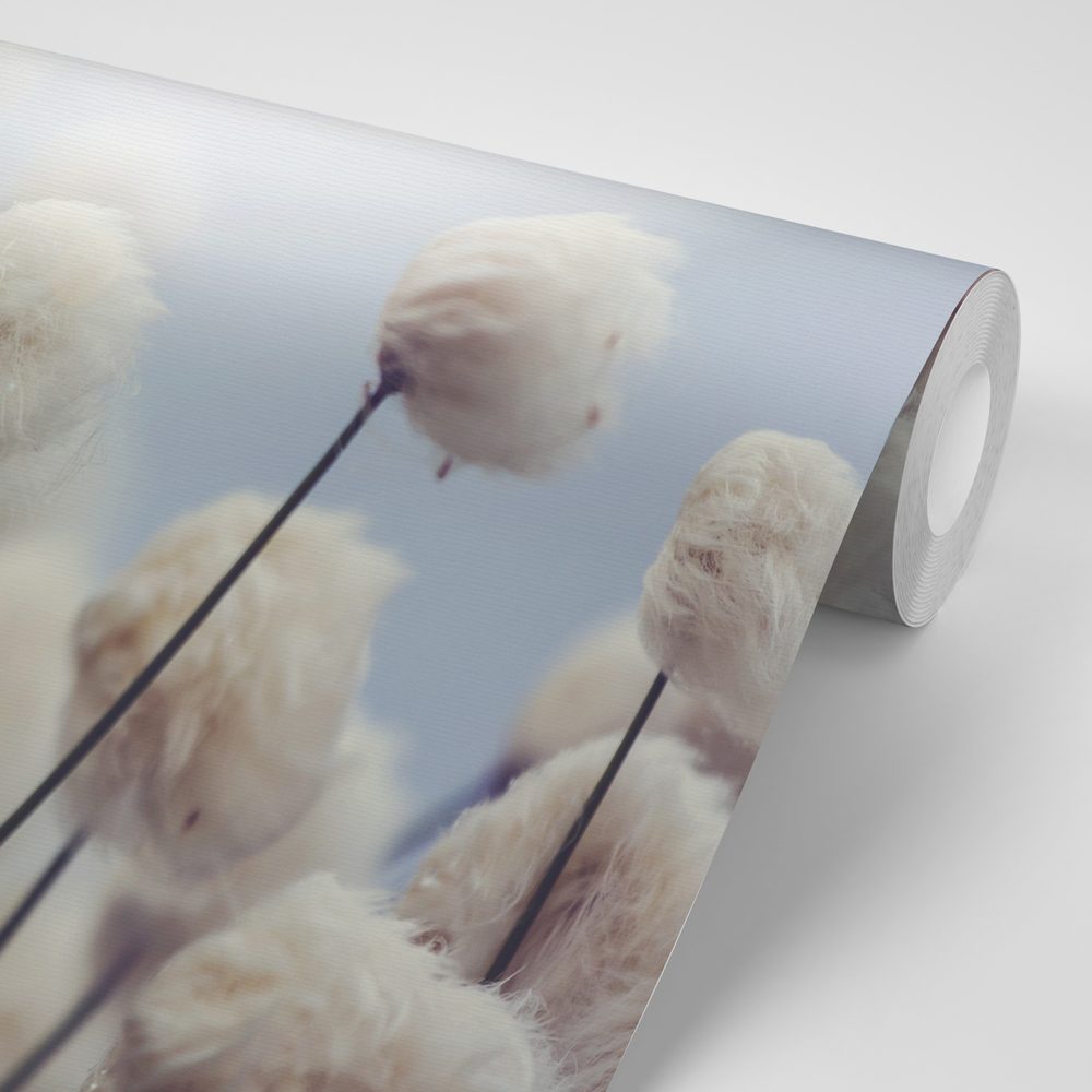 E-shop Samolepiaca fototapeta arktické kvety bavlny