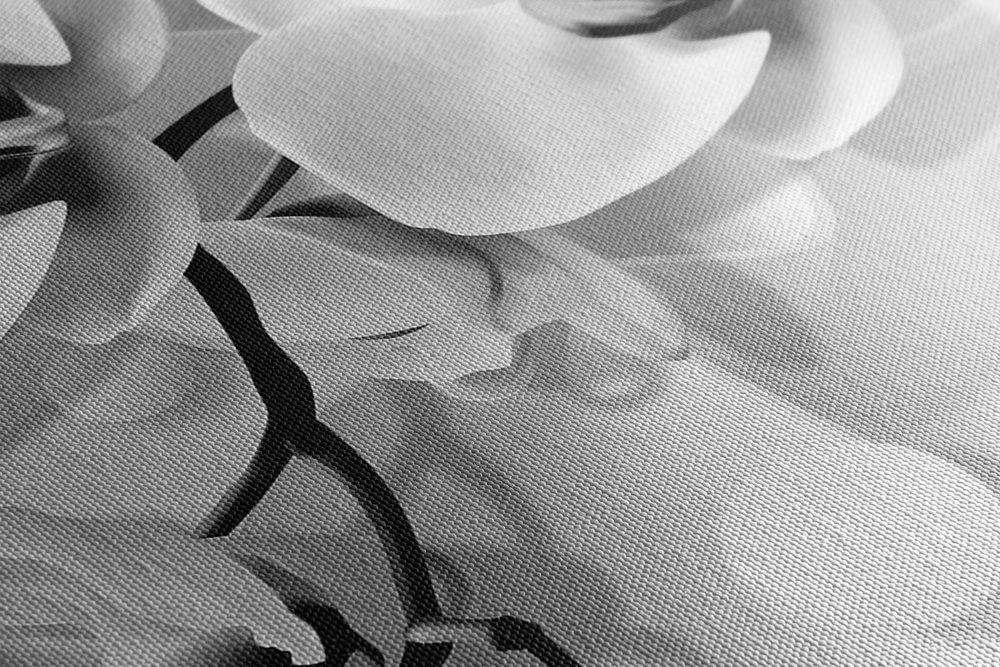 E-shop Obraz čiernobiela orchidea na abstraktnom pozadí