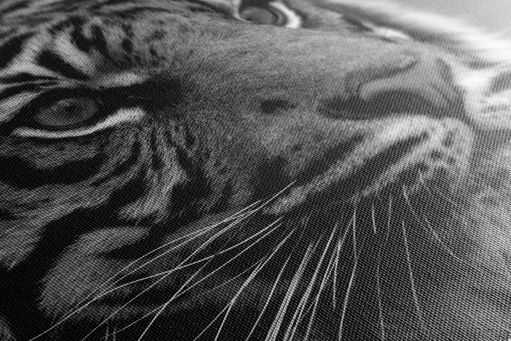 E-shop Obraz bengálsky tiger v čiernobielom prevedení