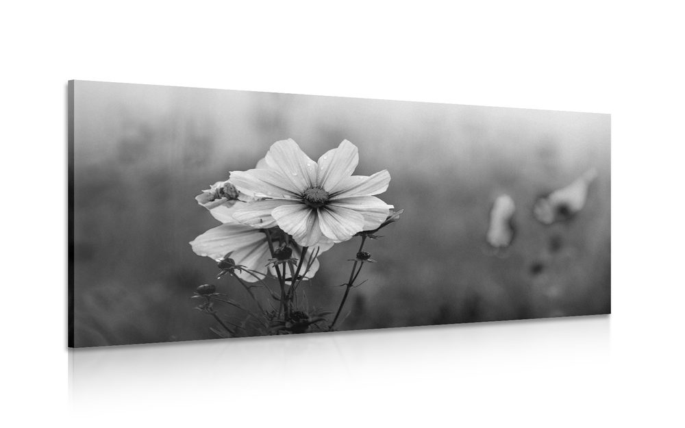 Obraz rozkvetlý květ v černobílém provedení