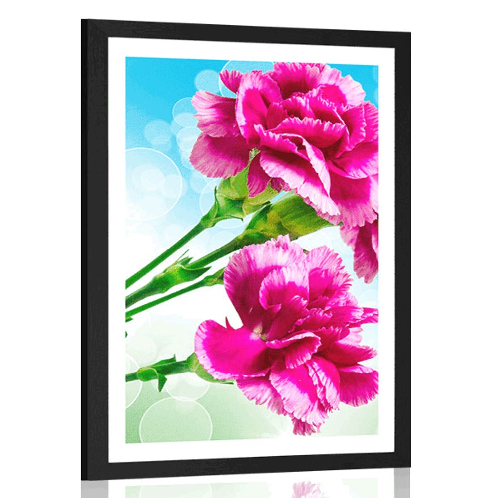 Plakát s paspartou květ karafiátu