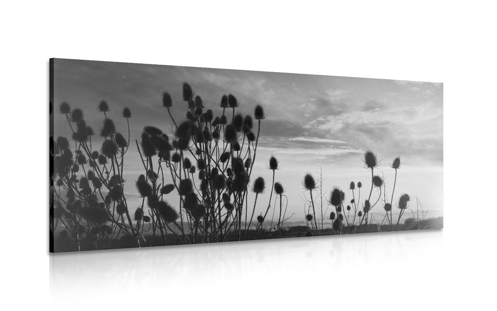 Obraz stébla trávy na poli v černobílém provedení