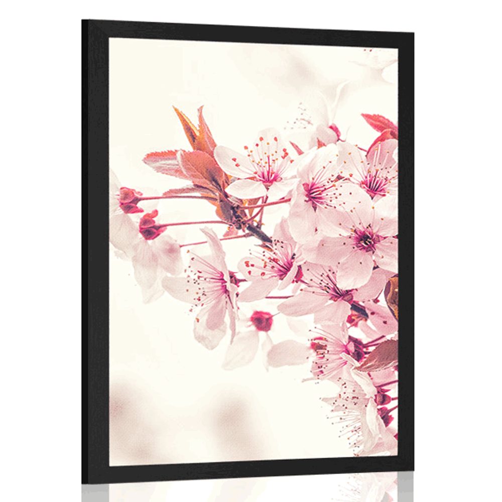 Plakát růžové květy třešně