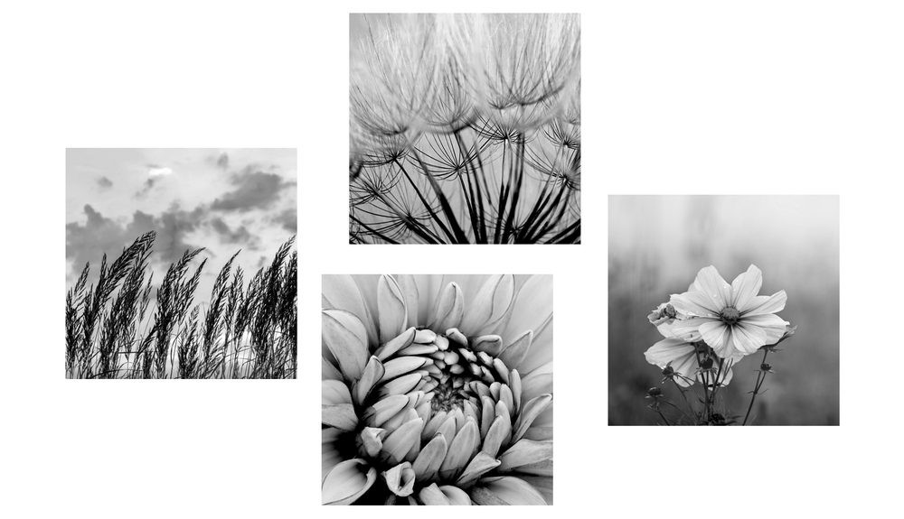 E-shop Set obrazov čiernobiela lúka s kvetmi