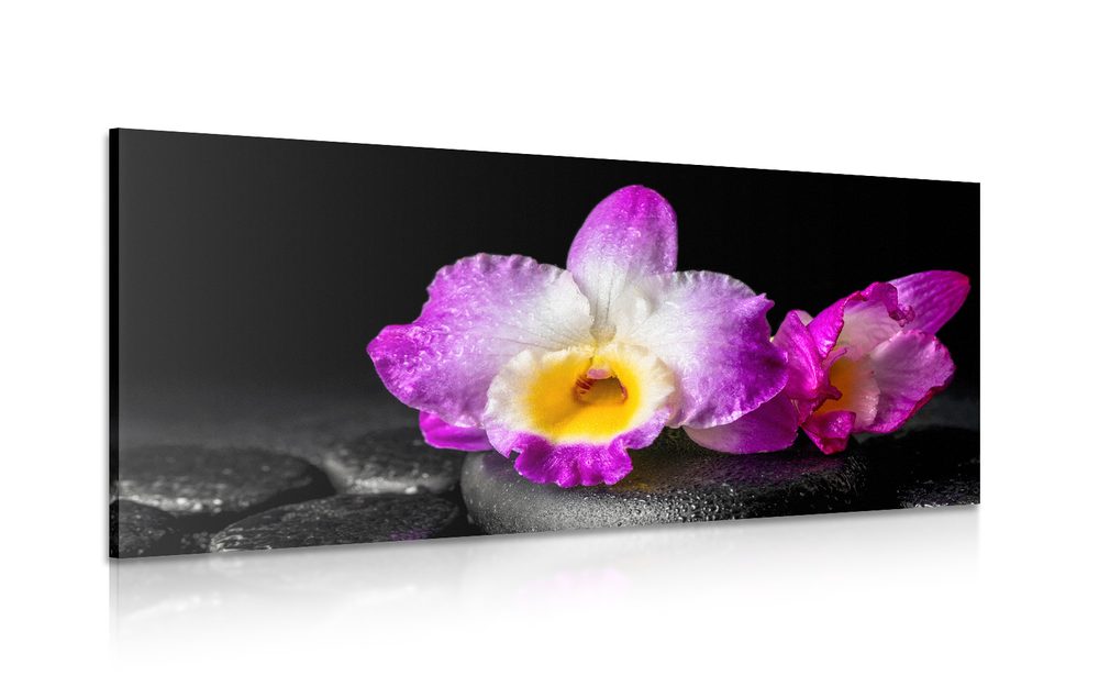 Obraz fialová orchidea na Zen kameňoch