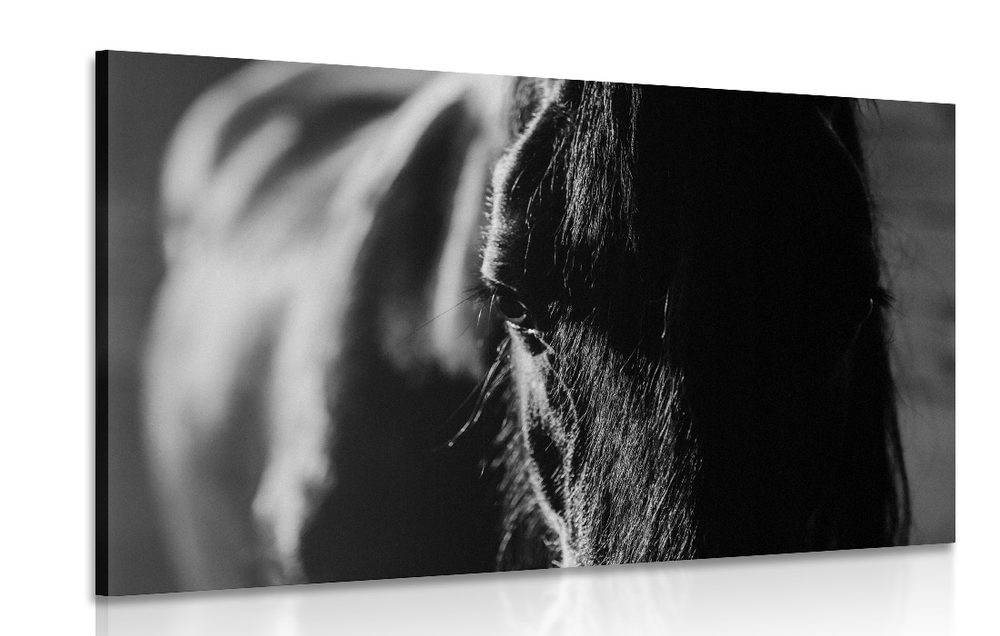Obraz majestátní kůň v černobílém provedení