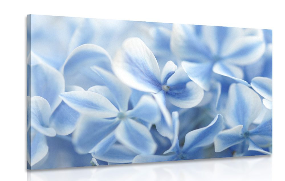 Obraz kvety hortenzie v modrobielom nádychu - 120x80