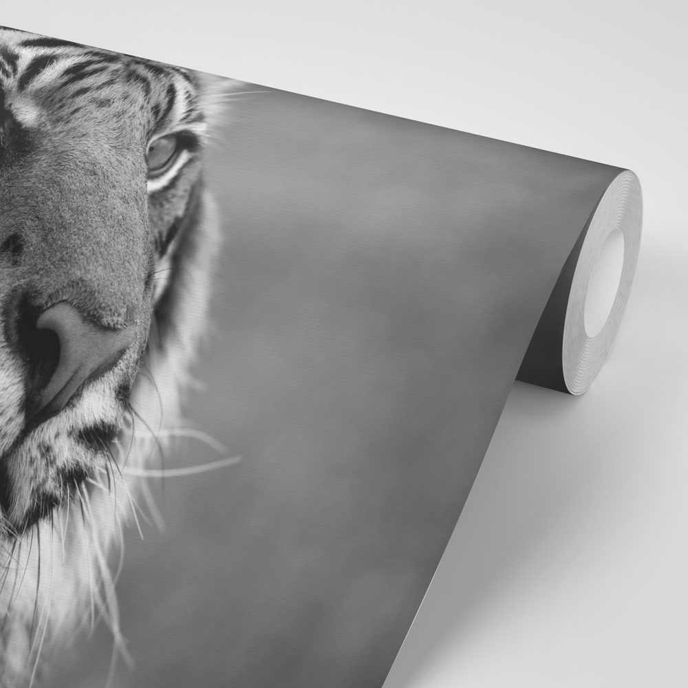 E-shop Samolepiaca fototapeta bengálsky čiernobiely tiger