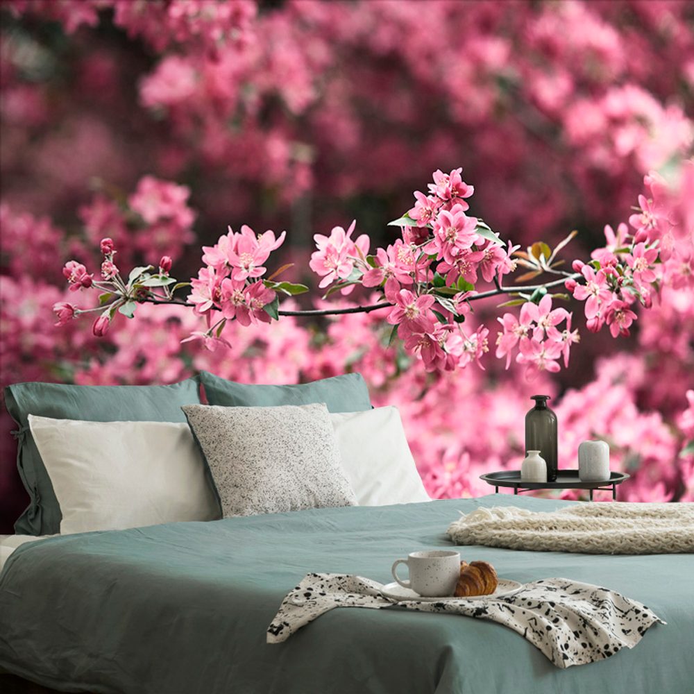 Fototapeta detailní květiny třešně