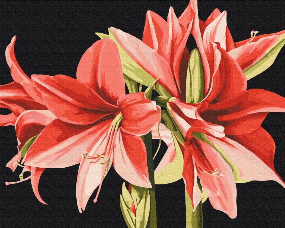 E-shop Maľovanie podľa čísiel kvety Amaryllis